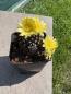 Preview: Copiapoa humilis